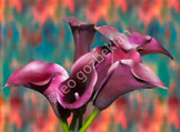 LGP_8075-Edit