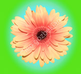 _DSF1106