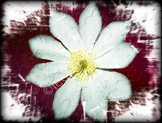 _LGP1734-Edit