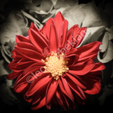 _LGP2837-Edit