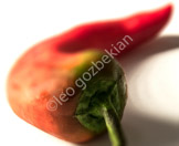 abstract still life