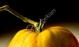 abstract still life_LEO1561-Edit