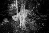 b&w tree_LGP3596_057