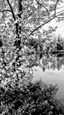 charles river_