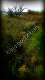 crane beach_1000134