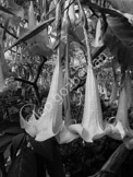 flower_