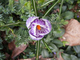 flower_CRW_0068