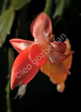 flower_DSC_1199-Edit