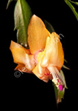 flower_DSC_1203-Edit