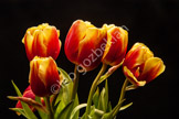 flower_DSC_1222