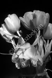 flower_DSC_1227