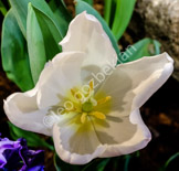 flower_DSF5189