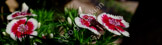 flower_DSF5199