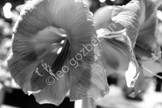 flower_DSF5208
