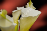 flower_LGF6126-Edit