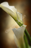 flower_LGF6277-Edit