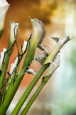 flower_LGF6282