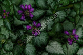 flower_LGP0344-Edit
