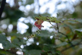 flower_LGP3555_017