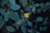 flower_LGP3584_046