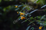 flower_LGP3586_048
