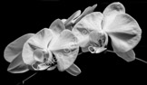 flower_LGP4399-Edit