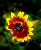 flower_LGP5846-Edit_copy