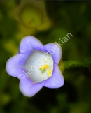 flower_fs_307