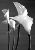 flower_jp15059