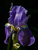 flower_lgp300