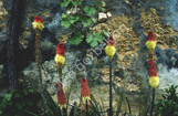 france_wall1