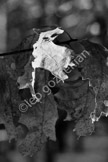 frozen_LGF_2375