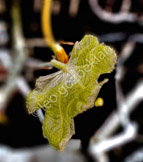 grape vine_js 04082012
