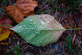 leaf_LGP2933-Edit