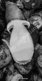 mushrooms_DSF2826