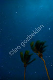 palms-nite_9946-1