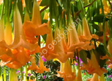 positano_14