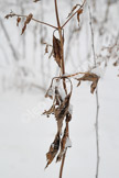 snow__LGP1691