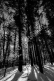 trees snow_LGP2033