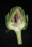vegtable abstract_LGP8433-Edit
