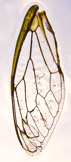 wingCRW_0707